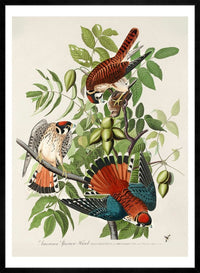 American Sparrow Hawk Vintage Bird Print