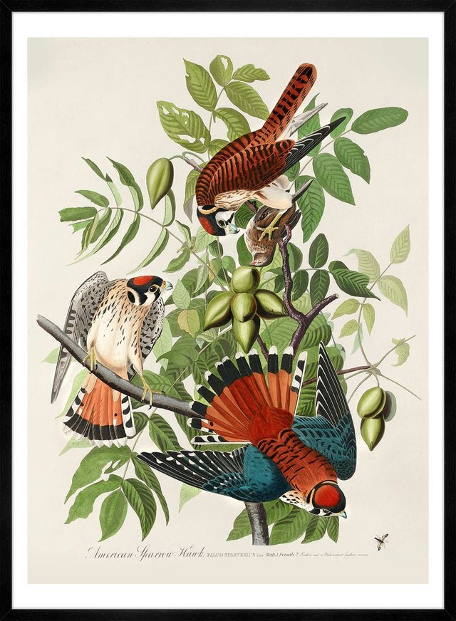 American Sparrow Hawk Vintage Bird Print