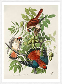 American Sparrow Hawk Vintage Bird Print