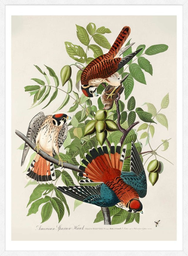 American Sparrow Hawk Vintage Bird Print