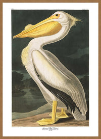 American White Pelican Vintage Antique Bird Print