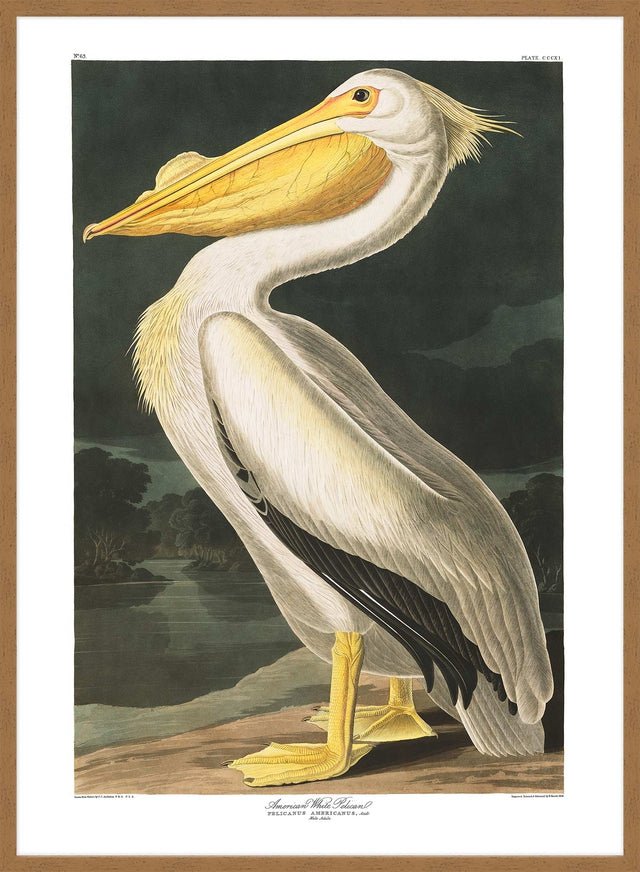 American White Pelican Vintage Antique Bird Print