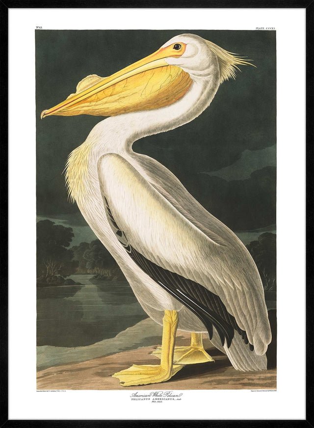 American White Pelican Vintage Antique Bird Print