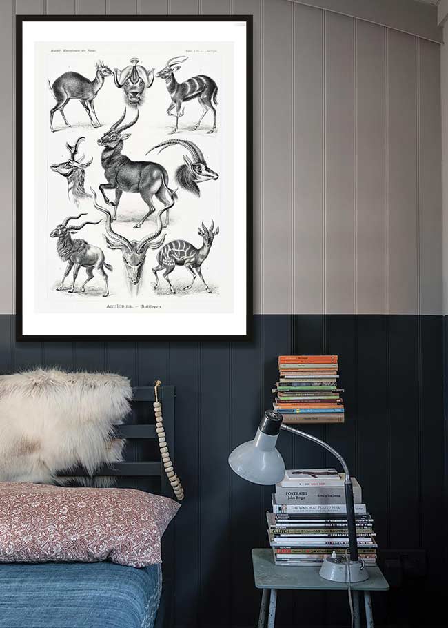 Antelope Vintage Antique Print