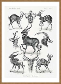 Antelope Vintage Antique Print