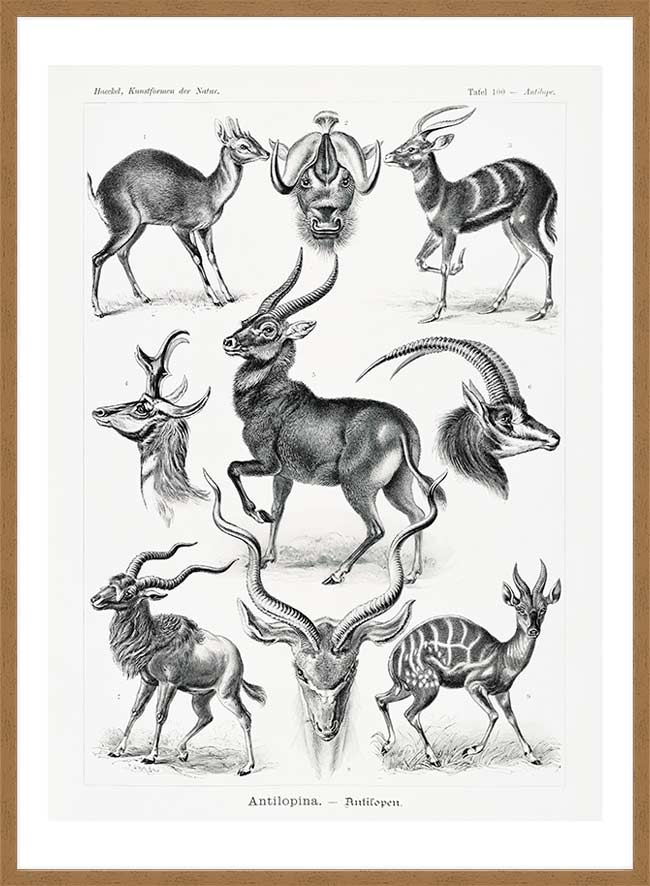 Antelope Vintage Antique Print