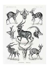 Antelope Vintage Antique Print