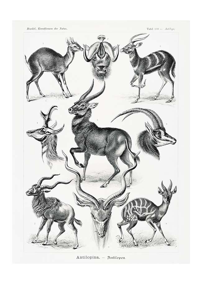 Antelope Vintage Antique Print