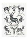 Antelope Vintage Antique Print
