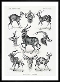 Antelope Vintage Antique Print