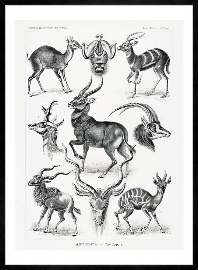 Antelope Vintage Antique Print