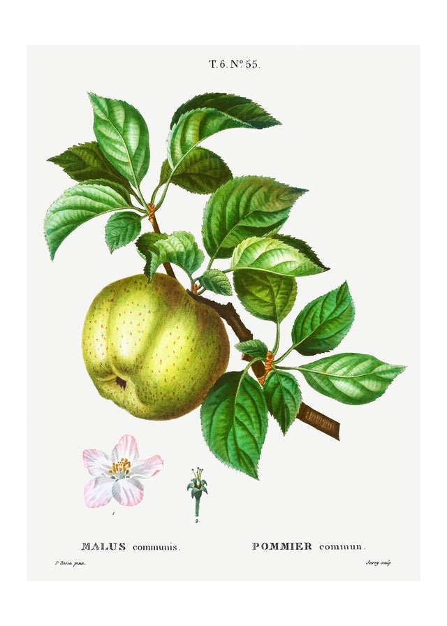 Apple Pommier Antique Vintage Print