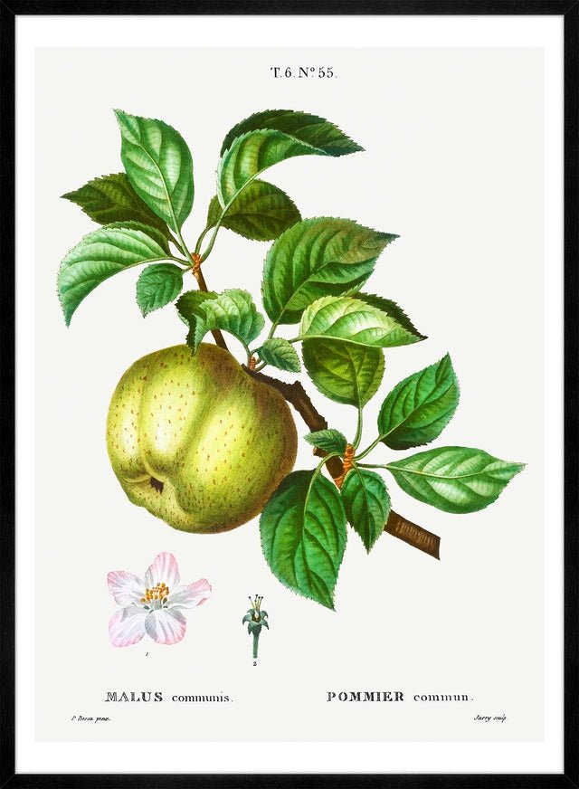 Apple Pommier Antique Vintage Print