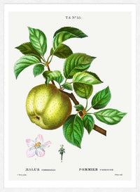Apple Pommier Antique Vintage Print