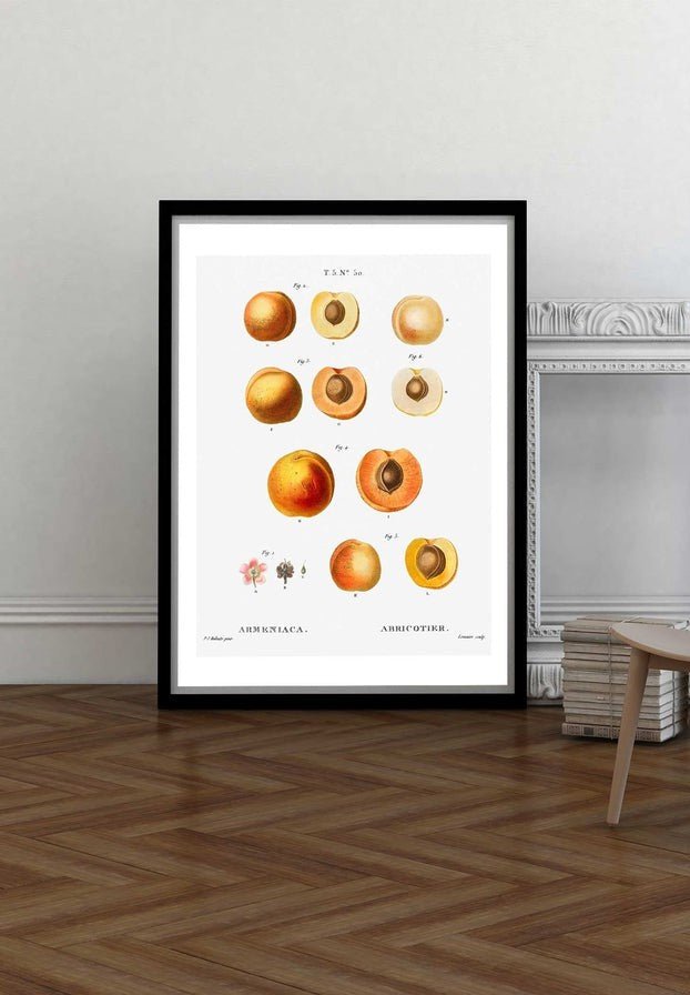 Apricot Illustration Vintage Antique Print