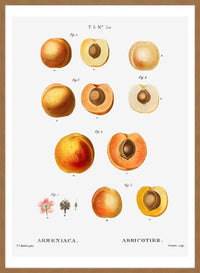 Apricot Illustration Vintage Antique Print