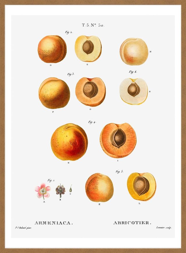 Apricot Illustration Vintage Antique Print