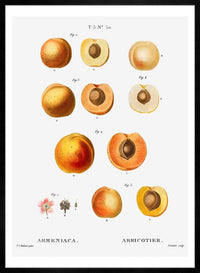 Apricot Illustration Vintage Antique Print