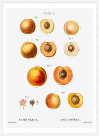 Apricot Illustration Vintage Antique Print