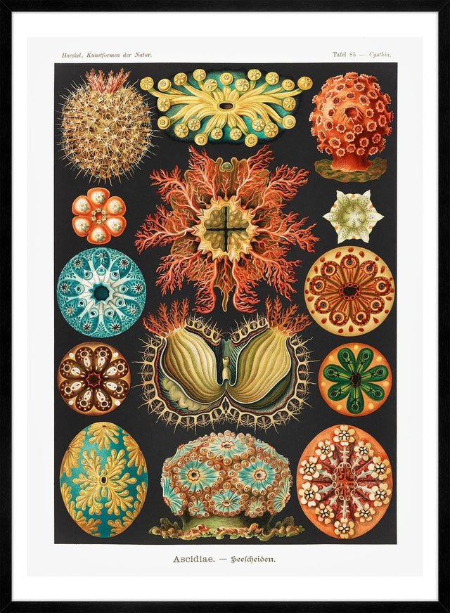 Ascidiae Sea Squirt Diagram Antique Print
