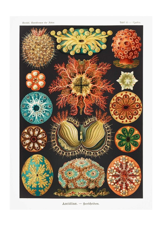 Ascidiae Sea Squirt Diagram Antique Print