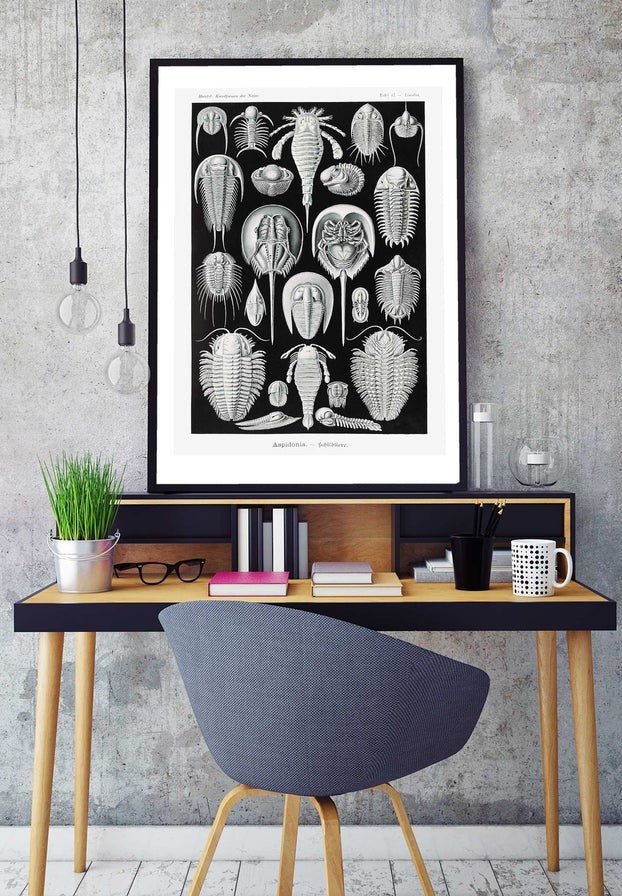 Aspidonia Crabs Vintage Black And White Antique Print