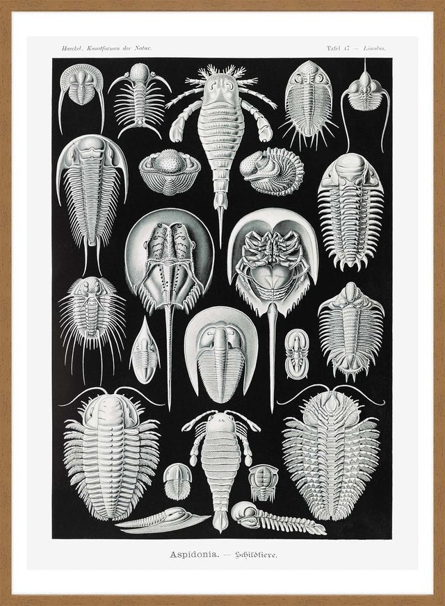 Aspidonia Crabs Vintage Black And White Antique Print