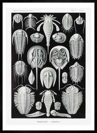Aspidonia Crabs Vintage Black And White Antique Print
