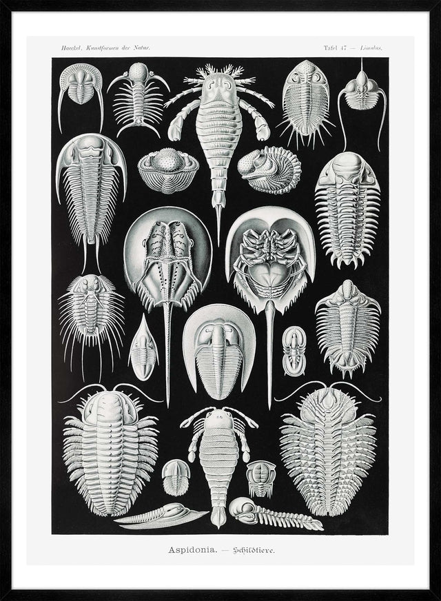 Aspidonia Crabs Vintage Black And White Antique Print