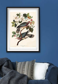 Band Tailed Pigeon Vintage Bird Print