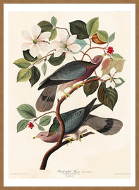 Band Tailed Pigeon Vintage Bird Print