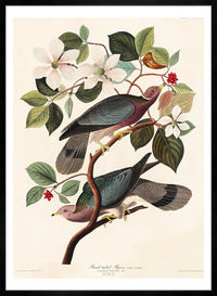 Band Tailed Pigeon Vintage Bird Print