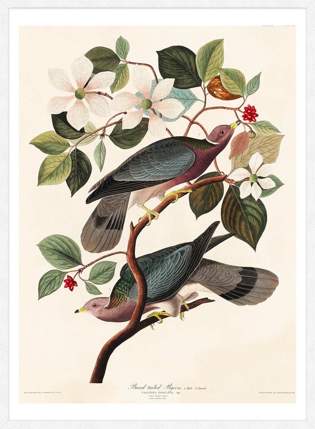 Band Tailed Pigeon Vintage Bird Print