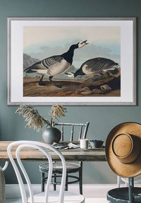 Barnacle Goose Vintage Bird Print