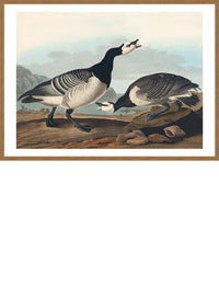 Barnacle Goose Vintage Bird Print