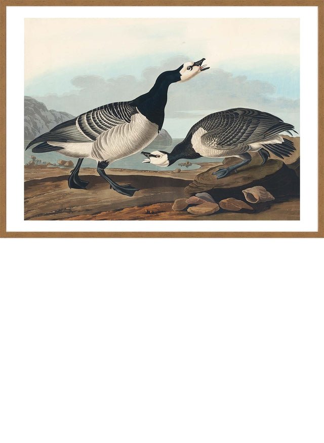 Barnacle Goose Vintage Bird Print