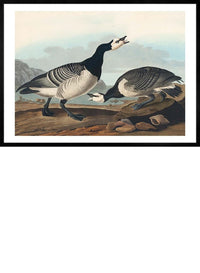 Barnacle Goose Vintage Bird Print