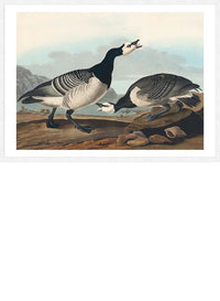 Barnacle Goose Vintage Bird Print