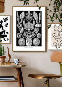 Barnacles Vintage Illustration Print