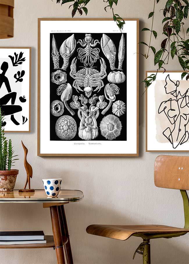 Barnacles Vintage Illustration Print