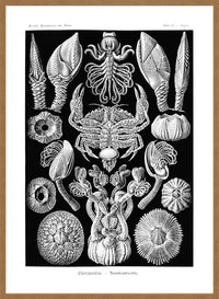 Barnacles Vintage Illustration Print