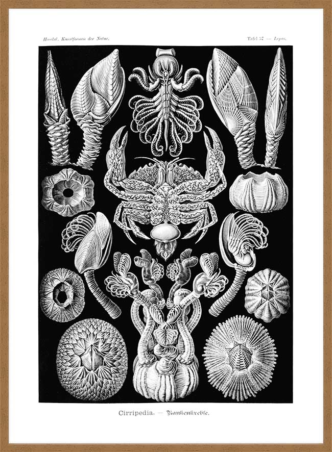 Barnacles Vintage Illustration Print