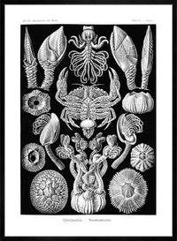 Barnacles Vintage Illustration Print
