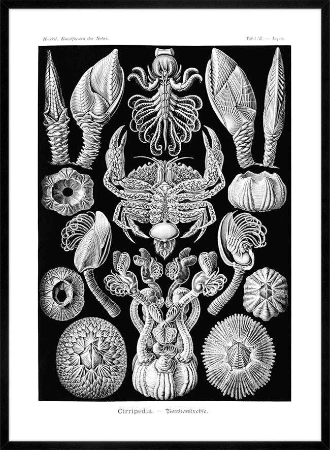 Barnacles Vintage Illustration Print
