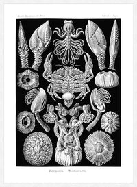 Barnacles Vintage Illustration Print