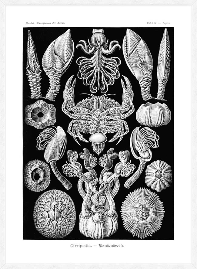 Barnacles Vintage Illustration Print