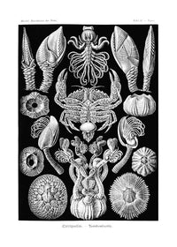 Barnacles Vintage Illustration Print