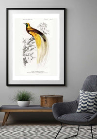 Bird of Paradise Vintage Bird Print
