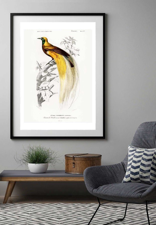 Bird of Paradise Vintage Bird Print