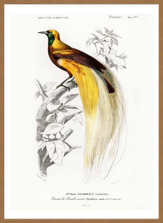 Bird of Paradise Vintage Bird Print